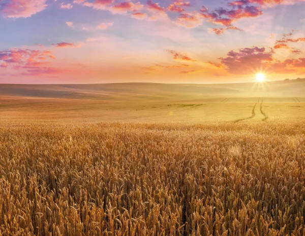 Champ de blé au lever du soleil sous un ciel coloré et lumineux