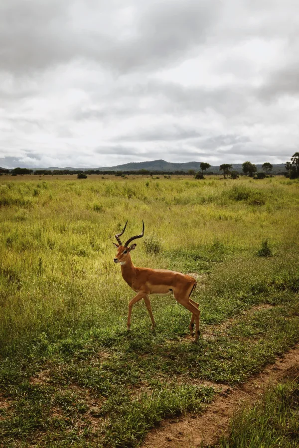 Impala sauvage marchant dans la savane africaine sous un ciel nuageux