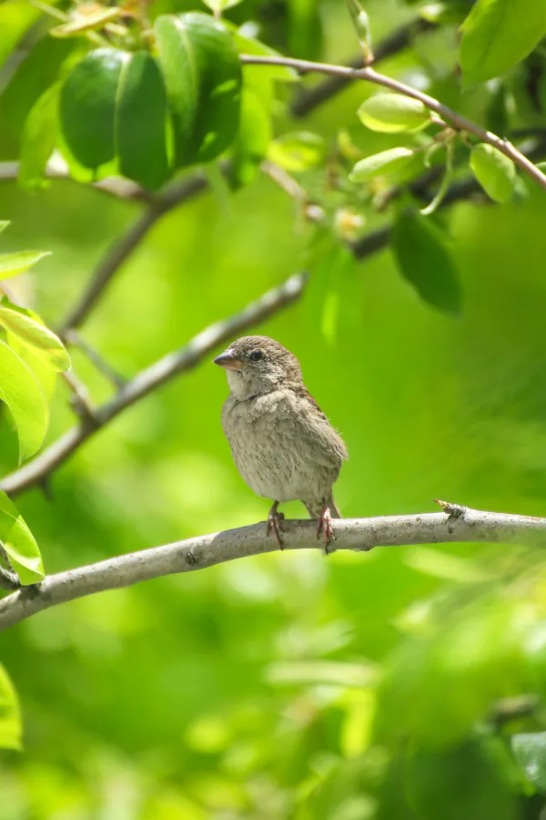 Petit moineau perché sur une branche au cœur d'un feuillage verdoyant